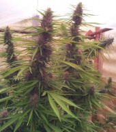 Cannabis Cannabis-Social-Club Anbauvereinigung Legalisierung Cannabis Cannabis-Social-Club Anbauvereinigung Legalisierung